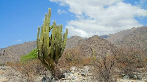 Cardon Cactus Stock-Footage 877547