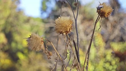 Cardoon, Cynara cardunculus, also called artichoke thistle, is thistle in sun Stock Footage 152193854