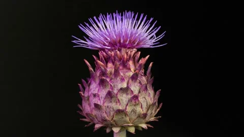 Cardoon flower Stock Footage 228848410