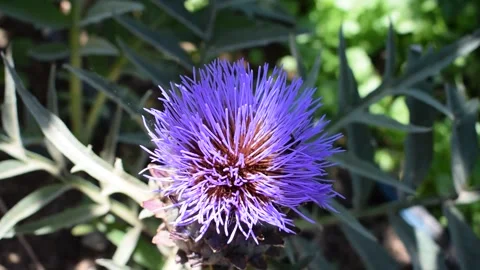 Cardoon head flower 库存影片 133922869
