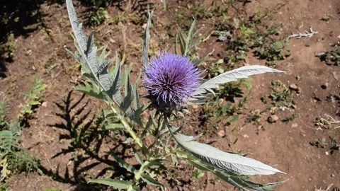 Cardoon head flower Stock Footage 133923372