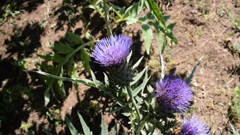 Cardoon head flower Stock Footage 133923380