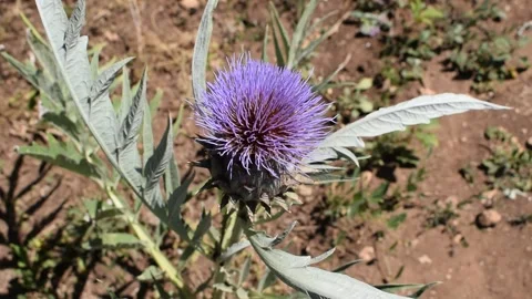 Cardoon head flower Stock Footage 133923485