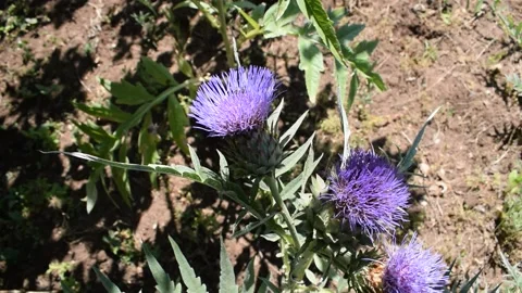Cardoon head flower 库存影片 133923869