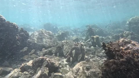 Cardume sargos e robalos001 Video stock 282655125