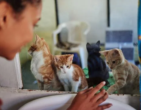 Care, charity and cats at adoption shelter with visitor busy with decision and Stock Photos