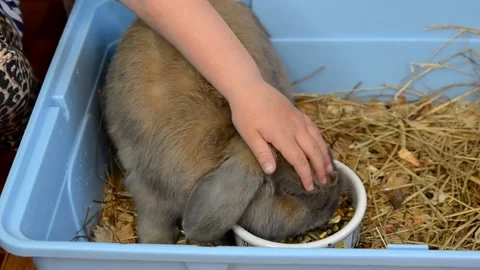 Care domestic rabbit Stock Footage 156306441