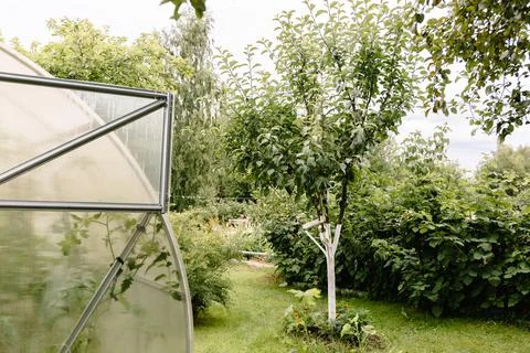 Care for Fruit Trees in the spring. Painted tree is protected from harmful in Stock Photos