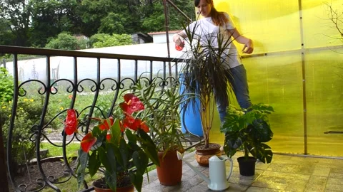 Care of house plants Stock Footage 156498891