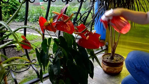 Care house plants Stock Footage 156499405