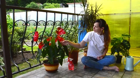 Care of house plants Stock Footage 156500553