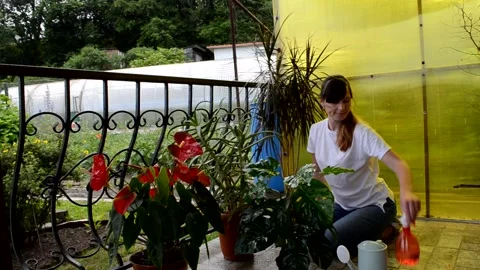 Care of house plants Stock Footage 156500794
