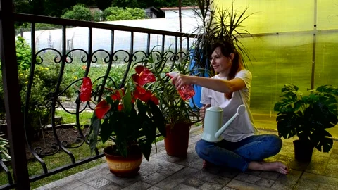 Care of house plants Stock Footage 156501170