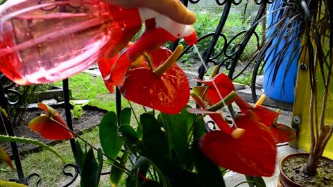 Care house plants Stock Footage 156502581