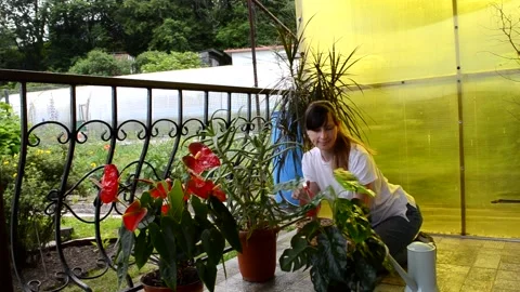 Care of house plants Stock Footage 156502639