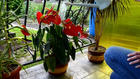 Care house plants Stock Footage 156503963