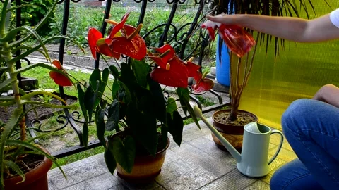 Care house plants Stock Footage 156504080