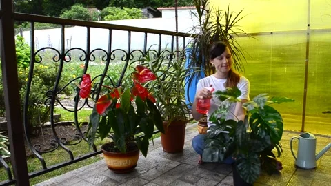 Care of house plants Stock Footage 156504122