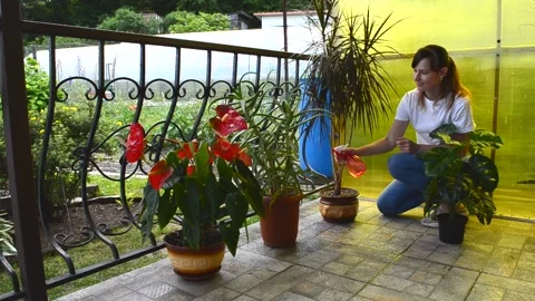 Care of house plants Stock Footage 156504123