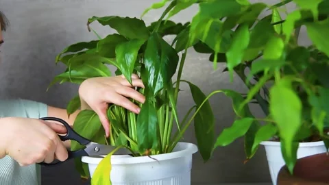 Care of indoor flowers. Stock Footage 170457642
