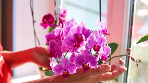 Care for orchids. Stock Footage 170477092