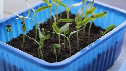 Care of pepper seedlings Video stock 87368455