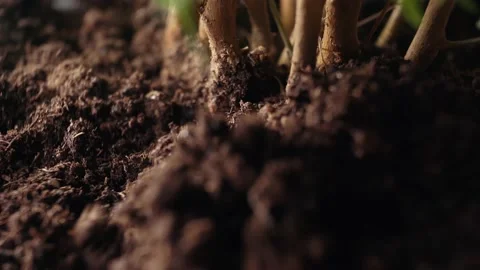Care of plants at home Stock Footage 166221791