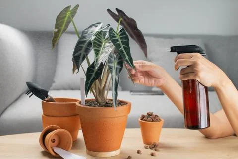 Care of plants Stock Photos