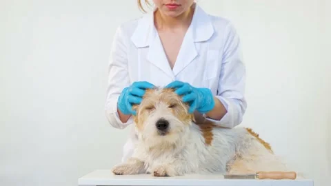 Care procedure in a veterinary clinic. Stock Footage 172149806