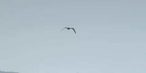 Carefree bird flying in the sky Stock Footage 103487285