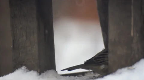 Careful birds in feeder Stock Footage 33268718