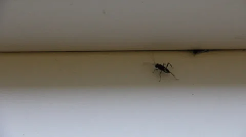 Careful black insect Stock Footage 26234010