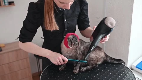 A careful grooming process keeps the cat stress-free as its fur is dried with Stock Footage 305548049