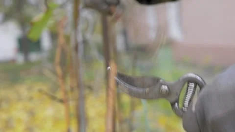 Careful hands in sturdy gloves remove grape branch with sharp cut Stock Footage 344170090