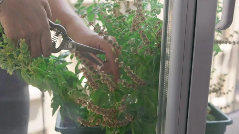 Careful hands using pruning shears to cut dried flowers from a lush basil plant Stock Footage 343384507