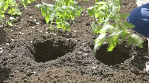 Carefully puting young growth of tomatoes in soil Stock Footage 7752576