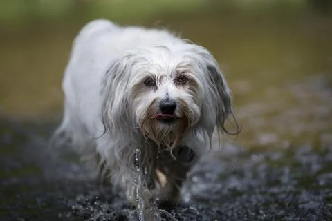 Carefully in the water Stock Photos