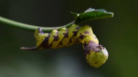 Carepillar with checkered pattern eating a leaf as it is getting ready for Stock Footage 119971352