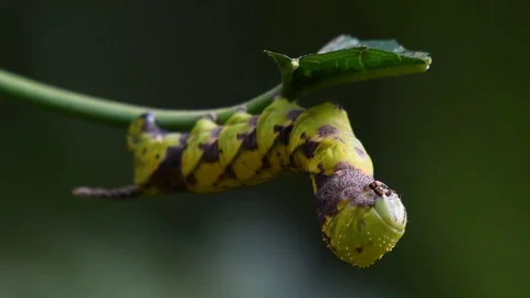 Carepillar with a horn and checkered pattern eating a leaf as it is Stock Footage 119979752