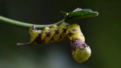 Carepillar with a horn and checkered pattern eating a leaf as it is Stock Footage 119979768
