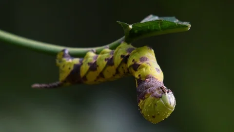 Carepillar with a horn and checkered pattern eating a leaf as it is Stock Footage 119979783