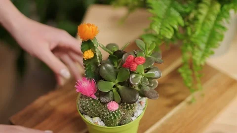 Cares for flowers Stock Footage 124280886