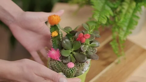 Cares for flowers Stock Footage 124281125