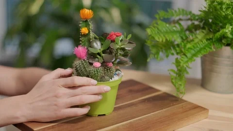 Cares for flowers Stock Footage 124282188