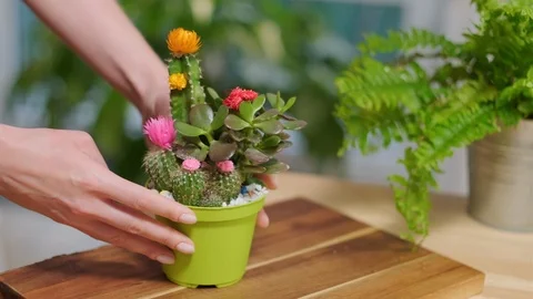 Cares for flowers Stock Footage 124282345