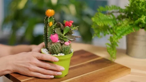 Cares for flowers Stock Footage 124282532