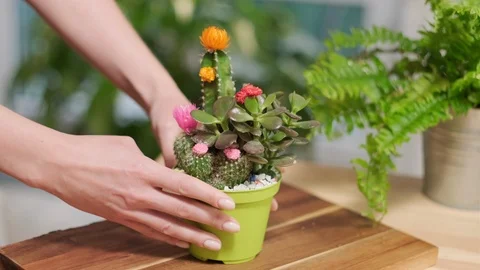 Cares for flowers Stock Footage 124282547