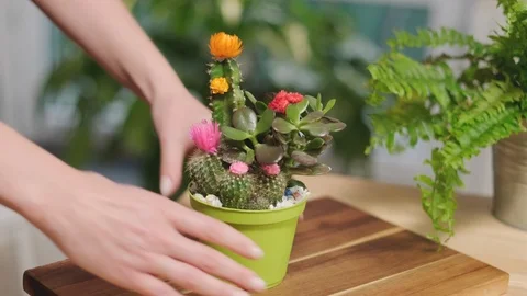 Cares for flowers Stock Footage 124282885