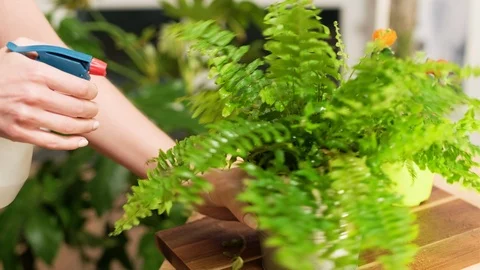 Cares for flowers Stock Footage 124283190