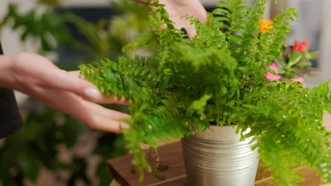 Cares for flowers Stock Footage 124284070